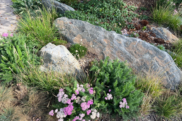Commons Garden rock and plants detail