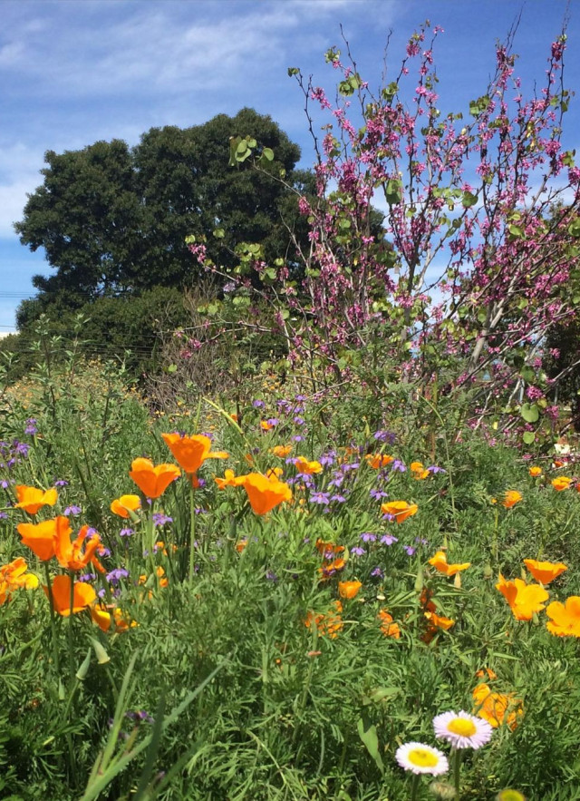 flowers in the nature garden