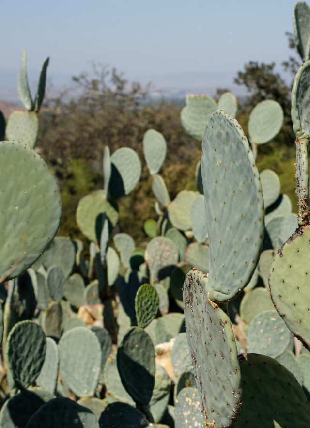 join and give footer HART cactus