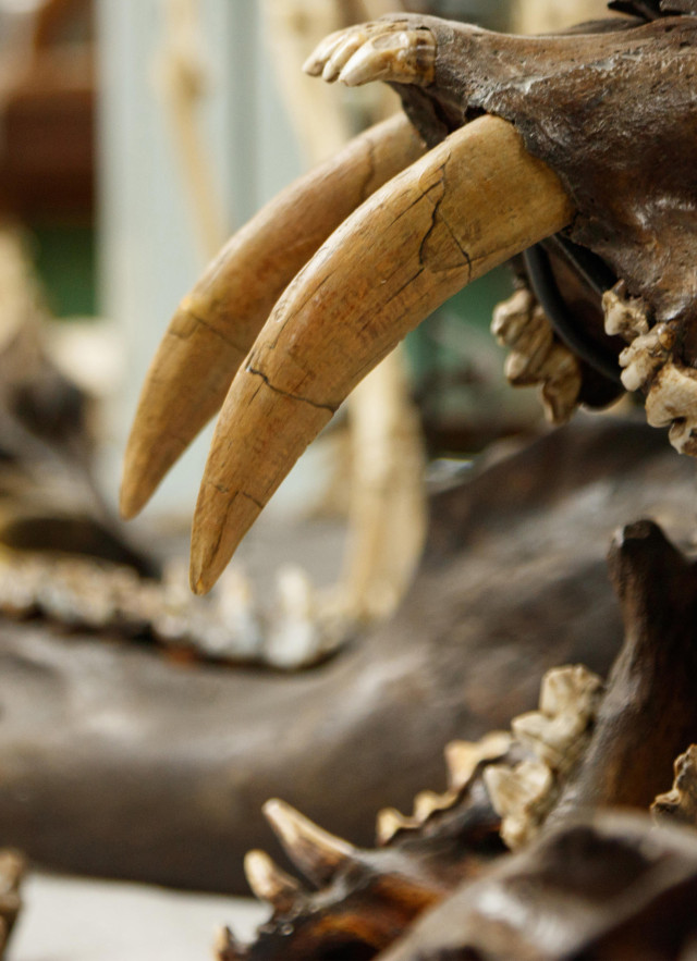 join and give footer tar pits sabertooth in fossil lab